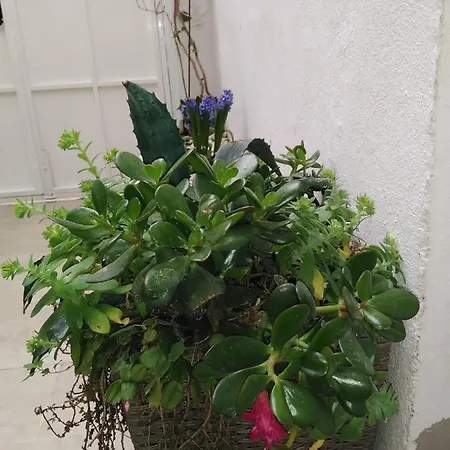 Апартаменты Nautica *