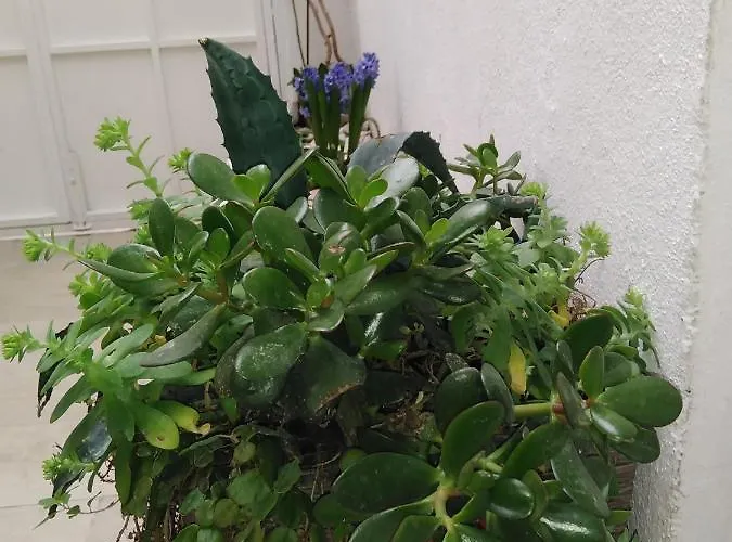 Διαμέρισμα Nautica *